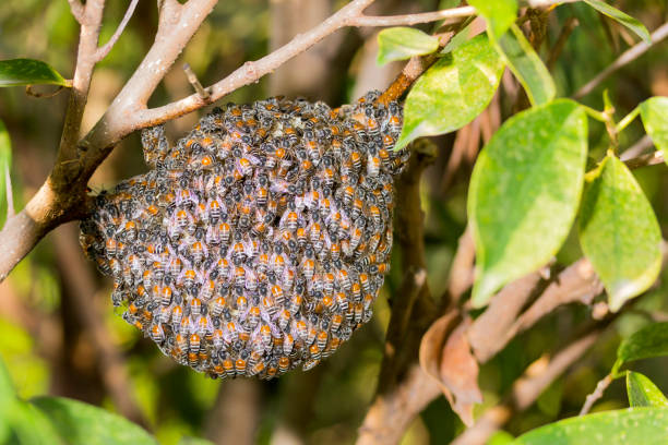 istock many Bee and honeycomb on the tree 1140265027