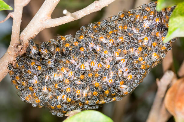 istock many Bee and honeycomb on the tree 1140265052
