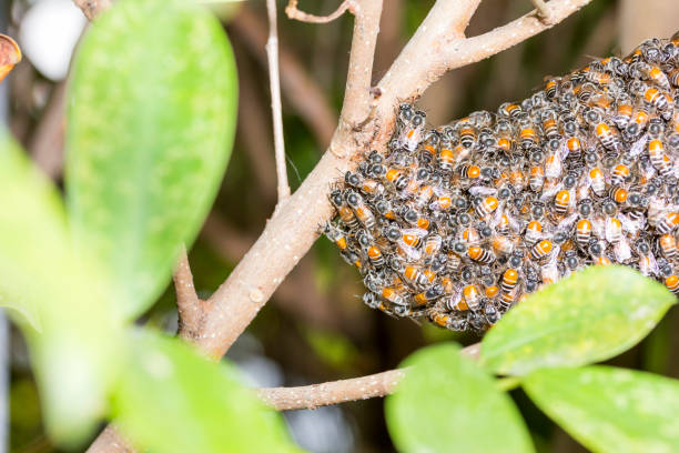 istock many Bee and honeycomb on the tree 1140265073