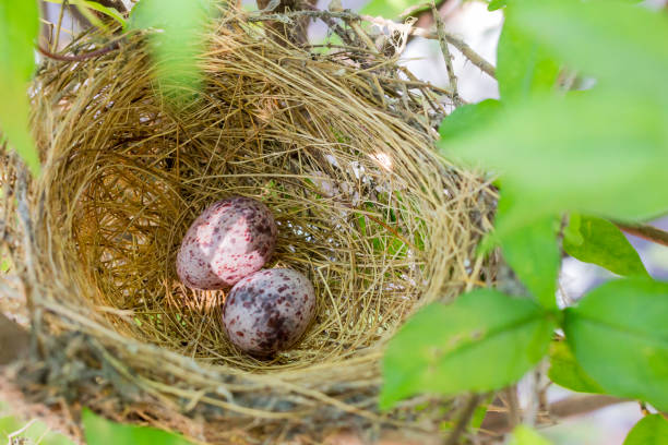 istock close up eggs bird in nest on tree 1140266072