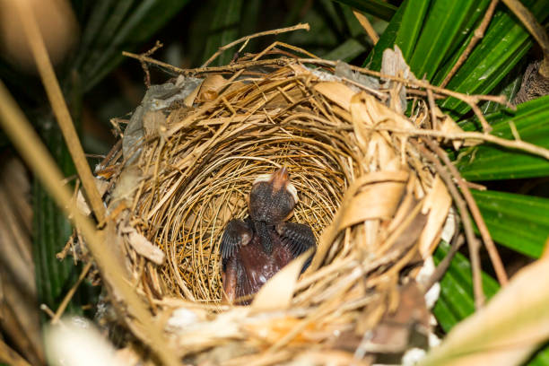 close up one baby bird sleep in nest on tree