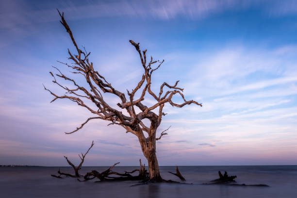 istock Long Exposure In Driftwood Beach 1140268177