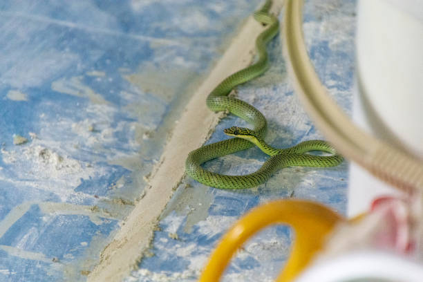 istock Close up little green snake on the floor. 1140268188