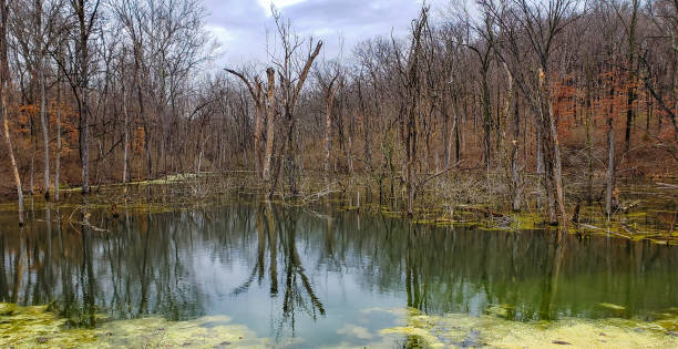 istock View of swamp early in springtime 1140268399