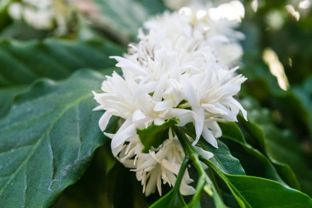 istock Coffee flowers blossom 1140269125