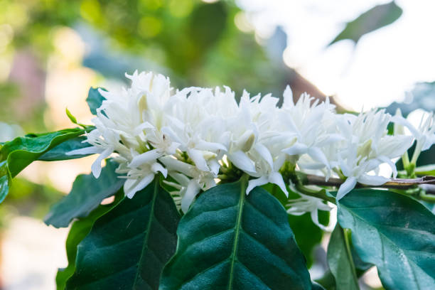 istock Coffee flowers blossom 1140269275