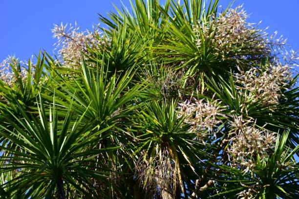 blooming cabbage tree - australis imagens e fotografias de stock