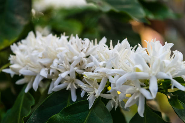 istock Coffee flowers blossom 1140270660