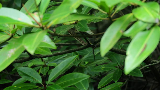 istock Mangrove Viper Pit at Langkawi Kilim Geoforest Park 1140270795