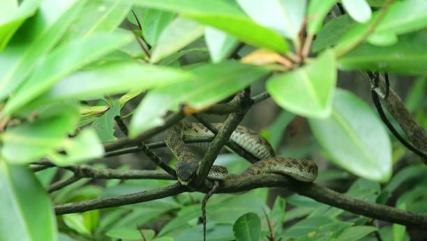 istock Mangrove Viper Pit at Langkawi Kilim Geoforest Park 1140270797