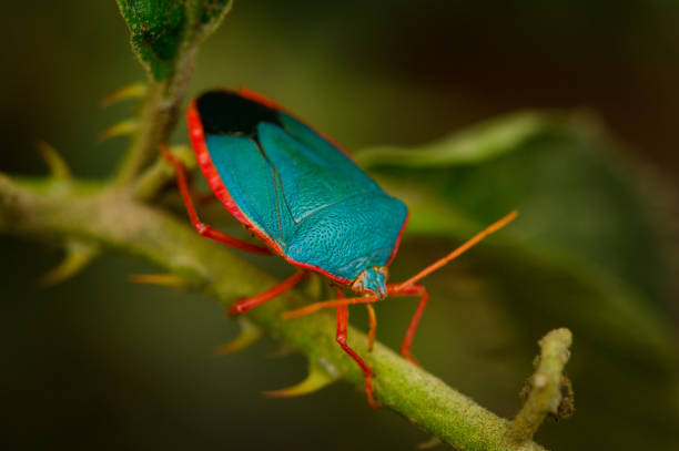 Macro image of a Blue Stink Bug Macro image of a Red-bordered Stink Bug - Edessa rufomarginata costa rica photos stock pictures, royalty-free photos & images