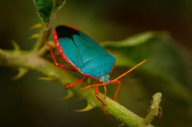 Photo of Macro image of a Blue Stink Bug
