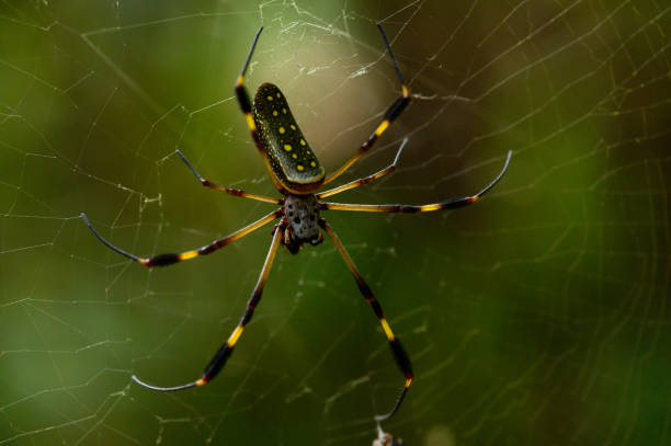 istock Macro image of a Golden Orb spider 1140270833