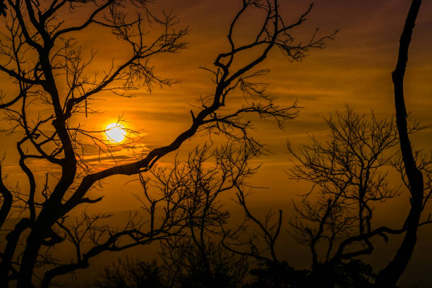 istock silhouette of the old tree with  red sky 1140273124