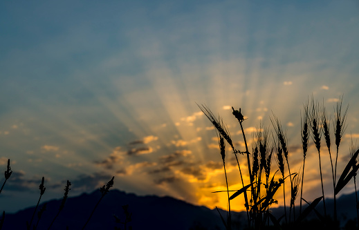 Silhouettes of wheat ears on background of  sunrise above mountains, colorful sunbeams and clouds. Image depicts forecast of  weather or advanced agriculture in highlands