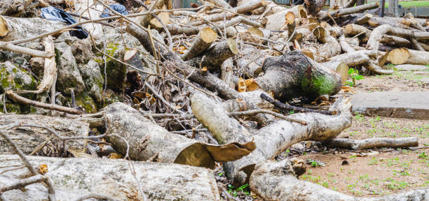 istock tree felled stacked like logs to cultivate 1140275406