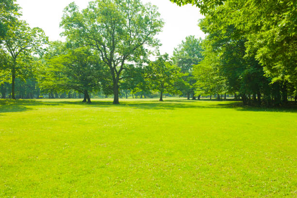 istock tree and lawn in the garden 1140275826