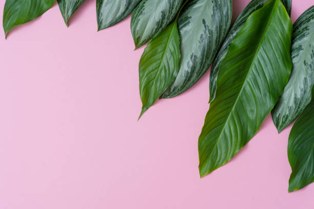 istock Tropical leaves on pink background a space for text. Top view, flat lay 1140277466