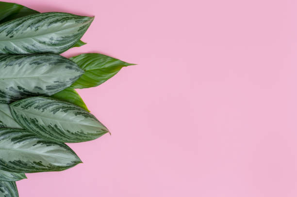 istock Tropical leaves on pink background a space for text. Top view, flat lay 1140277479