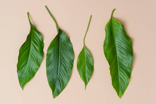 istock Tropical leaves on cream background a space for text. Top view, flat lay 1140277528