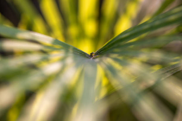 istock Eucalyptus green leaves abstract background close-up 1140277720