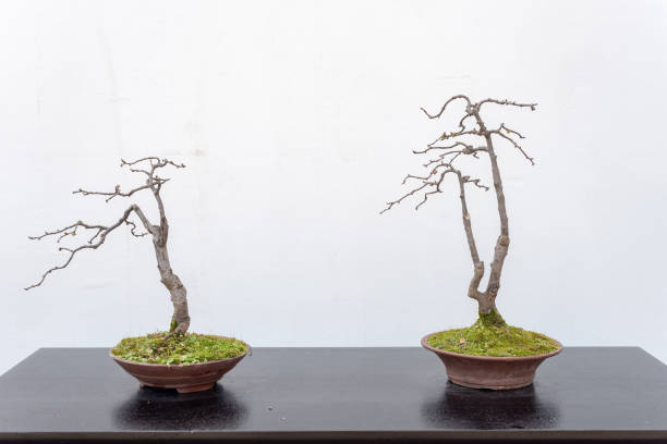 istock Two bonsai trees against white wall 1140277801
