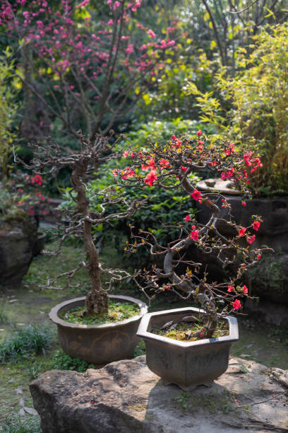 istock Chaenomeles bonsai tree in a park 1140277816