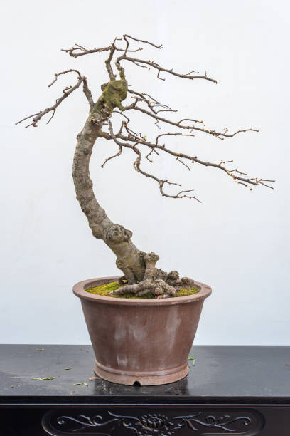 istock Chaenomeles bonsai tree againt white wall 1140277868