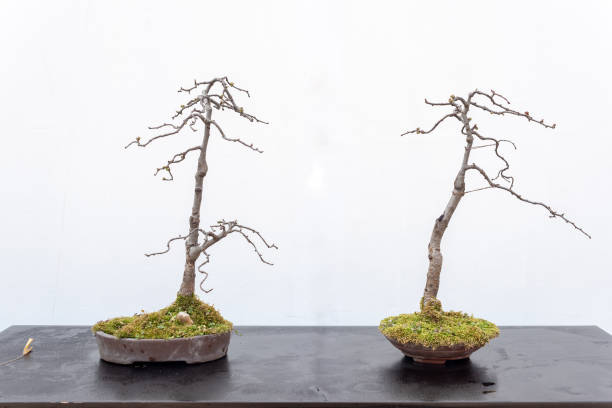 istock Two bonsai trees against white wall 1140277920