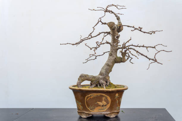 istock Chaenomeles bonsai tree againt white wall 1140277939