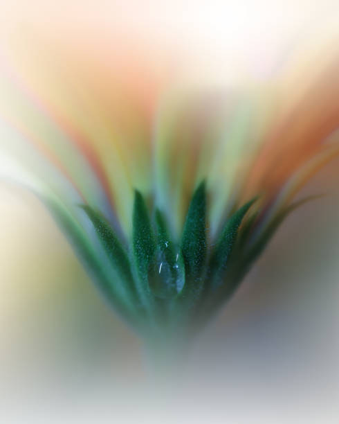 Abstract, Backgrounds, Beauty, Beauty In Nature,Flowers hermoso tiro macro, flores mágicas. diseño de arte fronterizo. luz mágica. extrema de cerca fotografía macro. imagen abstracta conceptual. fondo naranja y amarillo. fantasy art. creative wallpaper. hermosa naturaleza fondo. artística primavera foto. b