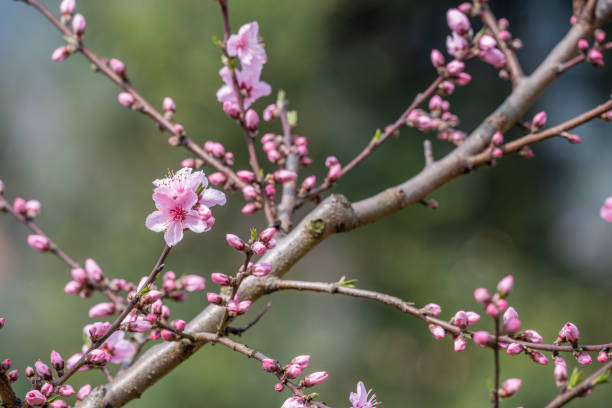 istock Peach blossom tree flowers close-up in Chengdu 1140279247