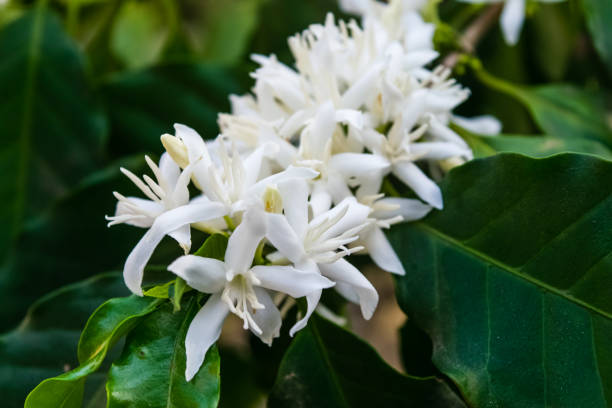 istock Coffee flowers blossom 1140280158
