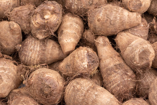 istock Heap of raw dasheen roots close-up 1140280178