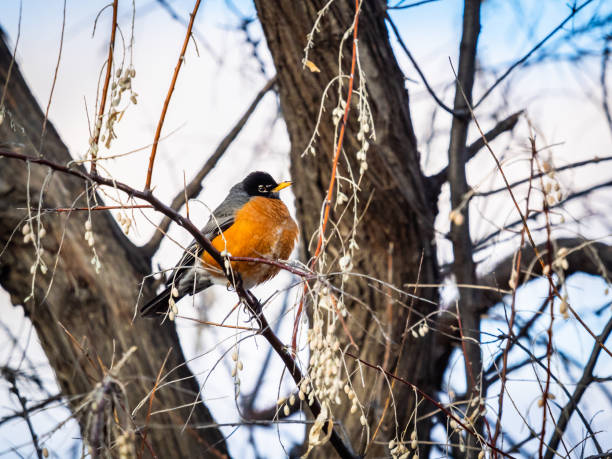 Fat Robiin 180+ Fat Robin In Tree Stock Photos, Pictures & Royalty-Free Images ...