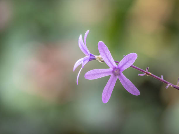 Two Purple, Five-Petaled Blossoms