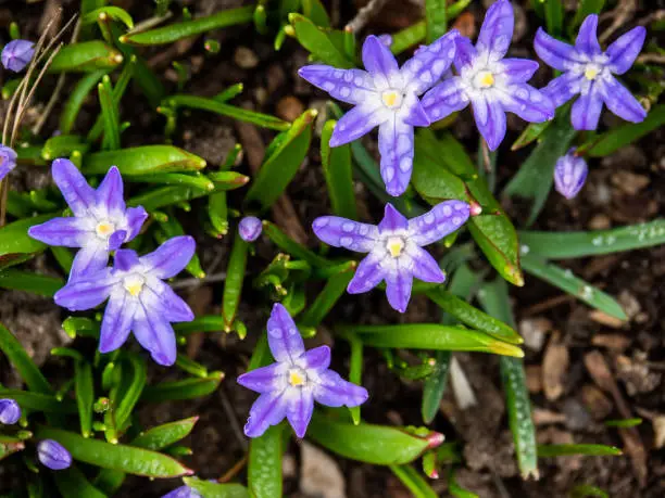 A group of small purple flowers, known as Glory-of-the-Snow, blooming low to the ground