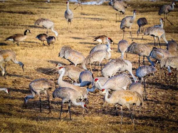 Sandhill cranes feeding in field in Monte Vista, Colorado, on their spring migration route