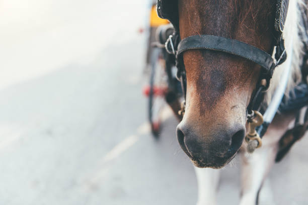 istock Close up of horse pulling carriage 1140281601