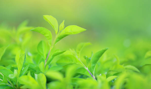 istock Green tree leaf on blurred background in the park with copy space and clean pattern. Close-up nature leaves in field for use in web design or wallpaper. 1140282997