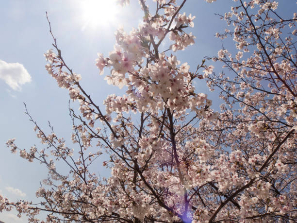 istock Cherry blossoms and clear weather, sun light1 1140283507