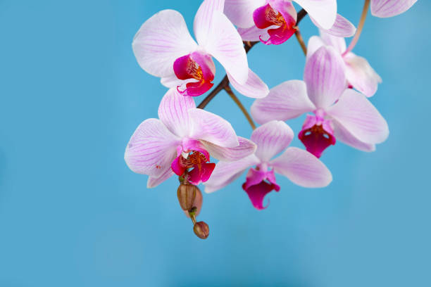 istock Beautiful pink orchid closeup. 1140284109