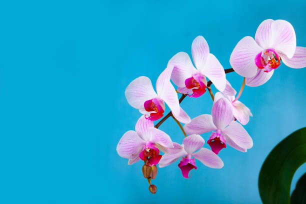 istock Beautiful pink orchid closeup. 1140284249