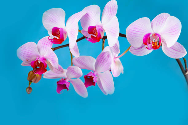 istock Beautiful pink orchid closeup. 1140284288
