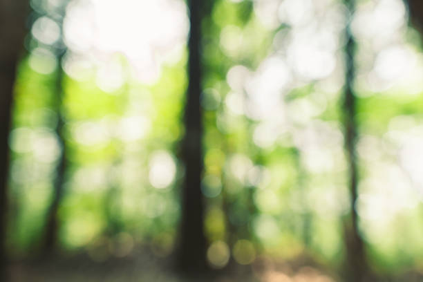 istock Abstract green bokeh background in the jungle 1140285014