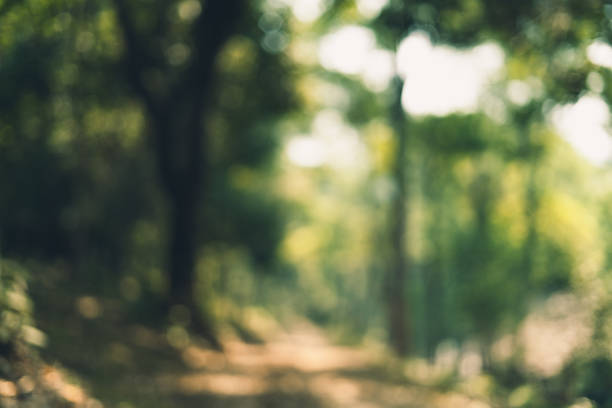 istock Abstract green bokeh background in the jungle 1140285016