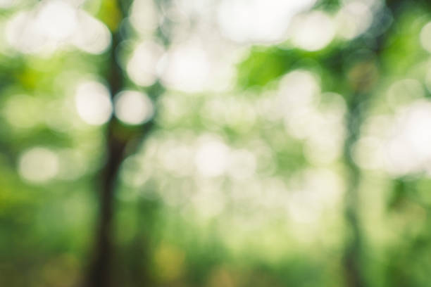 istock Abstract green bokeh background in the jungle 1140285029