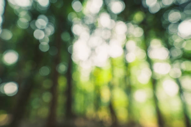 istock Abstract green bokeh background in the jungle 1140285056