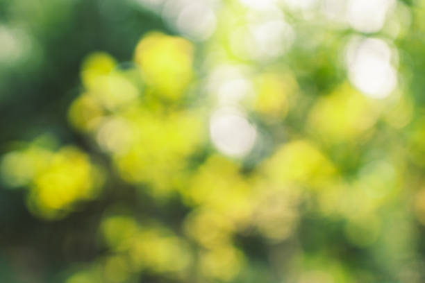 istock Abstract green bokeh background in the jungle 1140285078