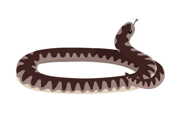 ベクトルフラット漫画動物クリップアート - snake adder viper reptile点のイラスト素材／クリップアート素材／マンガ素材／アイコン素材